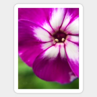 Purple petunia in summer Magnet